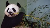 Pandas to travel ‘first-class’ from Scotland to China