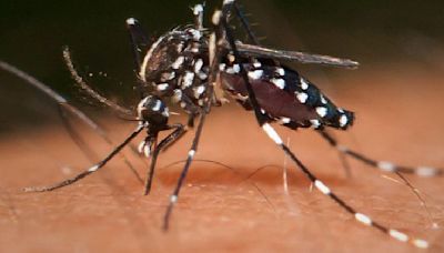 Zika virus reaches Pune: Here's everything to know about this infectious disease