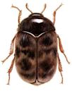 Khapra beetle