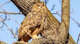 New Yorkers, Fans Mourn Flaco the Escaped Central Park Owl: ‘Something Wild and Free and Determined to Persevere’