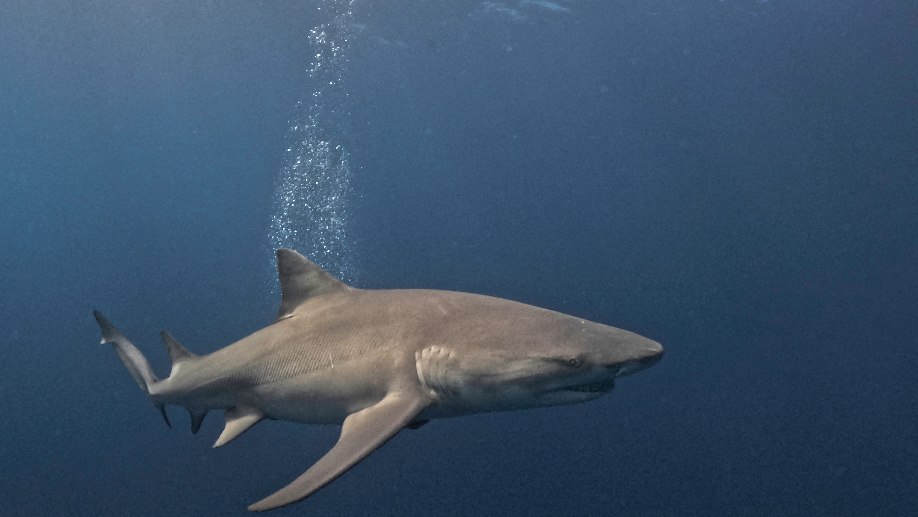 Are shark attacks on the rise? | The Excerpt