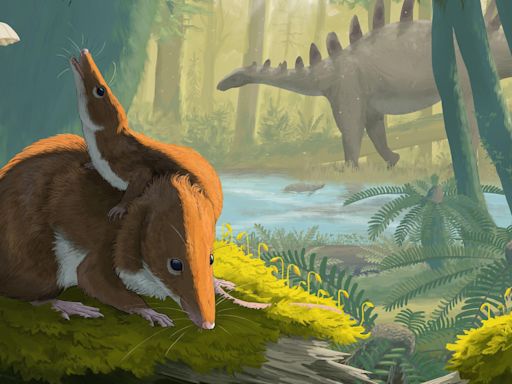 Rare fossils reveal secrets of mammal evolution