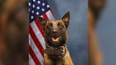 Bloomington police welcome new K-9