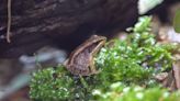 動物園翻轉物種瀕危趨勢 豎琴蛙4/28兩棲爬蟲動物館大展歌喉