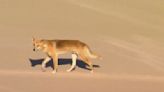 Una mujer, hospitalizada tras ser atacada por dingos en una isla australiana