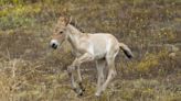 Nace cría del 'último caballo salvaje' en San Diego Zoo, una especie al borde de la extinción