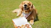 Krispy Kreme Just Announced Pup’kin Spice Doughnuts Made For Dogs