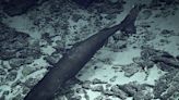 "Wildly different" shark that can live for centuries at risk