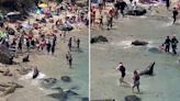 Charging sea lions chase away beachgoers at San Diego’s La Jolla cove