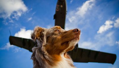 Des jets privés pour chien ? Cette compagnie aérienne lance son premier vol, alors que la planète brûle