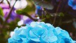 How to Showcase the 2025 Garden Color of the Year in Your Yard