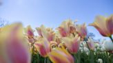 Tulip Time continues — but largely without tulips