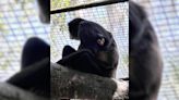 Florida zoo welcomes new baby spider monkey