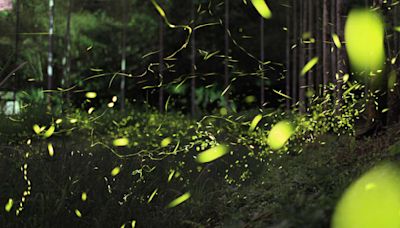 再見螢火蟲：「美而無用」的蟲子，如何成為台灣的環保指標？｜端傳媒 Initium Media