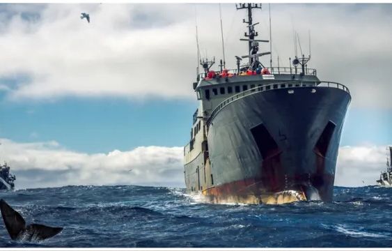 Ocean Warrior Streaming: Watch & Stream Online via Amazon Prime Video