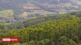 'Desertos verdes'? Os riscos ambientais das medidas que incentivam as florestas de eucalipto sem licenciamento