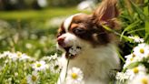 12 Spring plants that are toxic to dogs