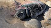 Entangled seal saved by Mystic Aquarium’s Animal Rescue team