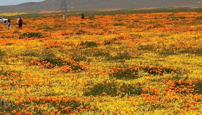 USA Today reader polls declare a High Desert flower festival one of the best in the nation