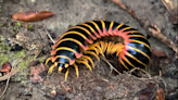 Centipede, millipede or silverfish? Here’s how to get them out of your house