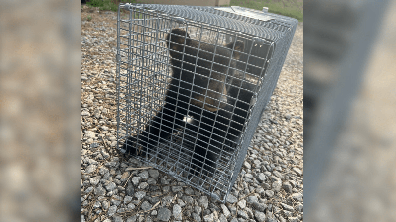 People caught on camera pulling bear cubs from trees in North Carolina