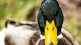 Anatidaephobie : d'où vient cette peur d'être observé par un canard ?