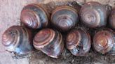 Robert Irwin, son of 'Crocodile Hunter', reveals snail species in Australia named for him