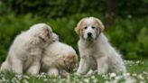 Mama and Papa Dogs Get Adorably Jealous When Human Pays Attention to Livestock Guardian Puppies