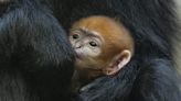 San Diego Zoo welcomes first Francois’ langur baby in five years