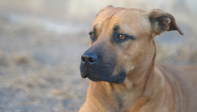 Woman Suspects German Shepherd-Pit Bull Mix Is Milking Her Broken Paw in Adorable Video