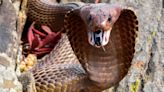 South African Pilot Faces Horrifying ‘Snakes On A Plane’ Moment With Cobra In Cockpit