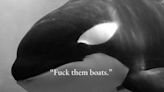 #Hashtag: Ataque de orcas a iate faz ressurgir memes do 'movimento orcanize-se'