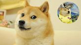 Estos son los mejores memes Doge que inspiró Kabosu, perra que murió y tendrá velorio