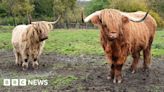 Online scammers put country park Highland cows up for sale
