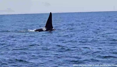 WATCH: Orca whale spotted off the coast of Chatham
