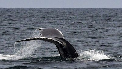 États-Unis : Un bateau de croisière débarque dans le port de New York avec une baleine morte sur sa proue