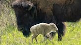 Extremely rare—and sacred—white buffalo calf born in Yellowstone