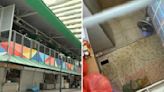 Tin Pei Ling regularly visited wet market where girl lived in stall for 11 months, noticed nothing unusual