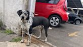 "Payaso", el perro que espera a su dueño atropellado en Toluca