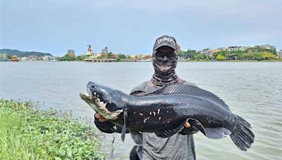 高雄蓮池潭驚見80公分巨型魚虎 釣客狂拉10分鐘「超罕見」