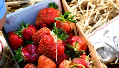 Strawberry picking season is here. Here's where to pick them in Massachusetts