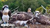 Poole Harbour osprey chick takes flight in 'milestone' moment