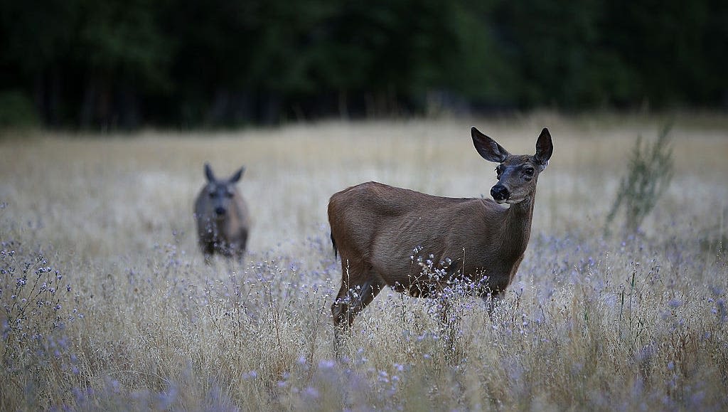 Growing urban deer population could cause headaches for Great Falls residents