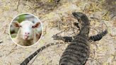 Giant lizards save sheep from flesh-eating maggots