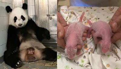 Hong Kong welcomes panda cubs from Ying Ying and Le Le, marking a special occasion for the city.