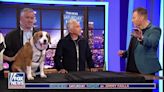 WATCH: Cesar Millan Trains Jimmy's Dog Bixby On 'Fox News Saturday Night'