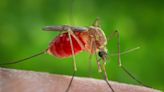 West Nile Virus detected in Ross County mosquitoes; no humans infections cases reported
