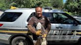 Outagamie County deputies rescue an injured bald eagle, along with a brood of ducklings that had fallen into a sewer