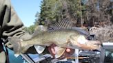 Smith: Walleye book takes in-depth look at the pressures facing our favorite species