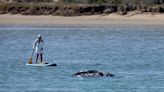 Gray whale spotted swimming in this Central California harbor. Take a look